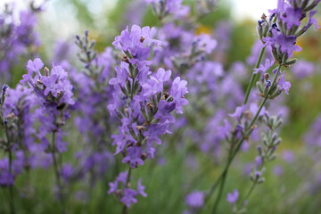 Purple Lavender flowers in the garden. Selective focus. Natural blurred floral background