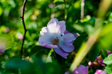 Delicate pink wild rose flower in nature. A large, prickly shrub with flowering branches for fruit. Around carved green leaves. Natural beauty