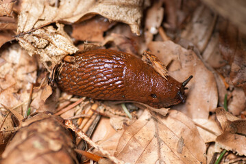 rote Wegschnecke, Nackschnecke, Blätter, Wald