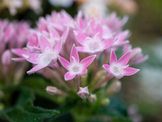Fototapeta premium pink and white flower