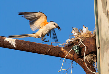 The scissor tailed flycatcher (Tyrannus forficatus) feeding   nestlings on the blue sky background, close upTexas © Natalia Kuzmina