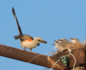 The scissor tailed flycatcher (Tyrannus forficatus) feeding   nestlings on the blue sky background, close upTexas © Natalia Kuzmina