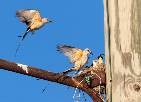 The scissor tailed flycatcher (Tyrannus forficatus) feeding 
 nestlings on the blue sky background, close upTexas