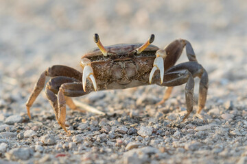 Female brackish water fiddler crab (Uca minax) in Galveston, Texas
