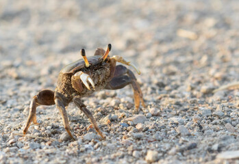 Fototapeta na wymiar Female brackish water fiddler crab (Uca minax) in Galveston, Texas