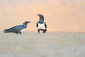 Fototapeta premium PIED CROWS (Corvus albus) 