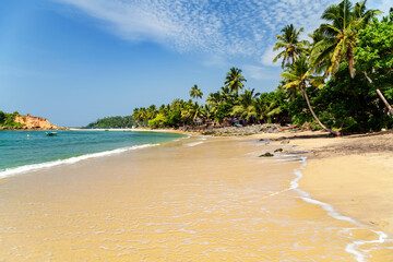 Tropical Beach Palm on the Paradise Island.