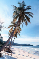 palm tree on tropical island beach