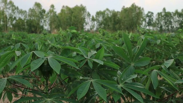 Green leaves cassava on branch tree in the cassava field.