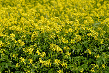 Ein blühendes, gelbes Rapsfeld (Landwirtschaft, Ackerbau)