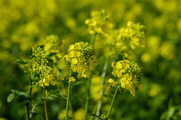 Landwirtschaft: Gelb blühende Raps-Pflanzen in einem Rapsfeld
