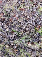 Pine cones lie in the grass