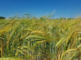 Golden ears of wheat in the field