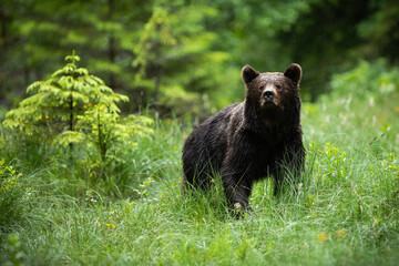 Impressive brown bear, ursus arctos, standing in forest in summer nature. Big furry mammal sniffing...
