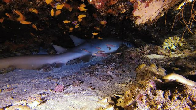 Underwater reef background. Nurse shark hiding in the rocks and corals