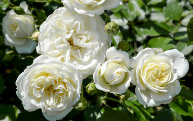 white roses in garden