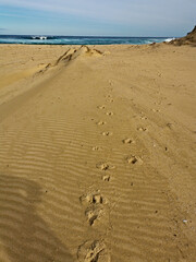 Beautiful view of a sandy beach with ocean wave and large sand dune, Marley Beach, Royal National Park, Sydney, Australia