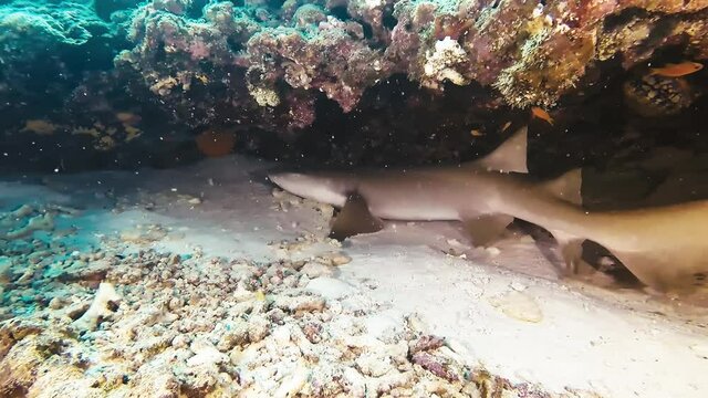 Underwater reef background. Nurse shark hiding in the rocks and corals