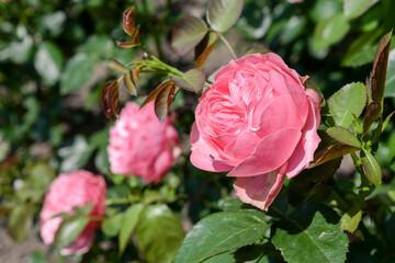 pink rose flowers in garden