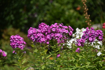 Schiffe auf dem Rhein