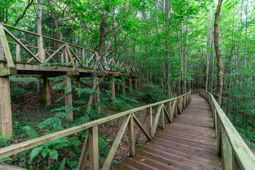 Fototapeta na wymiar Perspective of wooden walkway, without people, through a green and gloomy forest, in Cantabria, Spain, horizontal