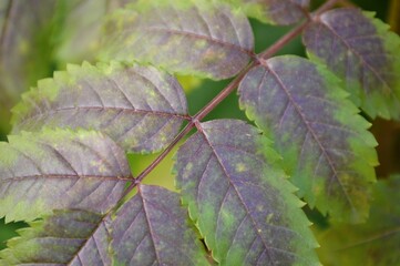 Patterns and shapes in nature