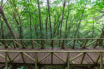 Top view of wooden walkway, without people, in a green forest with ferns, in Cantabria, Spain, horizontal