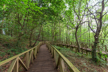 Horizontal view of a curved wooden walkway, in a green forest, in Cantabria, Spain