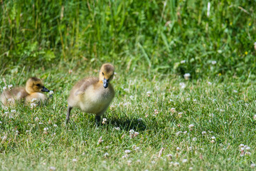 canada goose gosling
