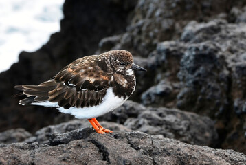 The Ruddy turnstone (Arenaria interpres) is a small wading bird on a rocky coast of El Hierro,Canary Islands,Spain.Selective focus.