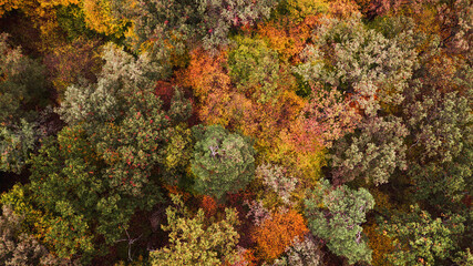 autumn landscape. aerial view of colorful forest. drone shot