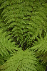 Patterns and shapes in nature