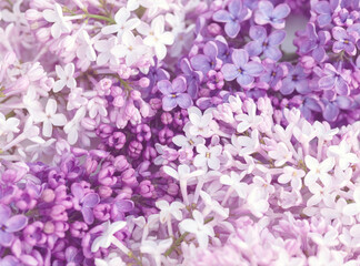 pink and purple lilac flowers background