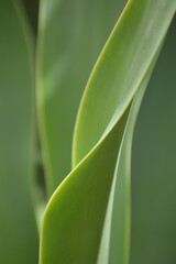 Patterns and shapes in nature