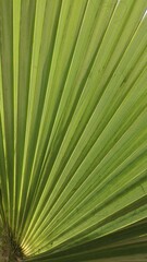 Obraz premium Patterns and shapes in nature