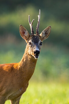 Close-up of roe deer buck, capreolus capreolus, standing on field during the summer. Sunlit male mammal with antlers looking on grassland with open mouth in vertical composition from front view.