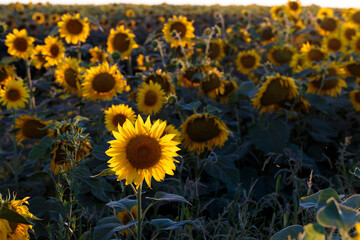 Sunflowers among the fields in the evening light