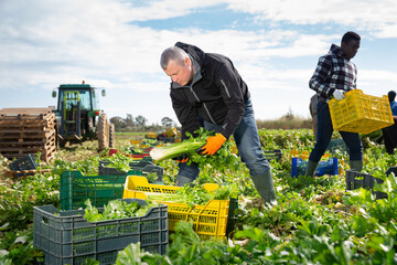 Men professional gardeners during harvesting of celery outdoor