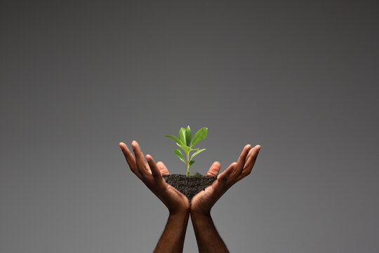 Human hands holding a fresh green plant, symbol of growing business, environmental conservation and bank savings. Planet in your hands. Ecology problems made of humanity, green living, new beginnings.