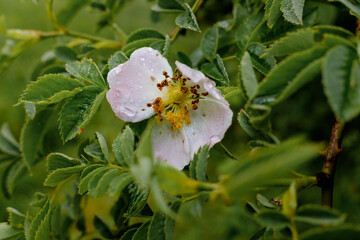 Eine verwelkte Blüte der Heckenrose (lat. Rosa canina)