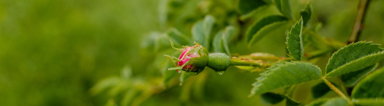 Banner / Web: Kospe einer Heckenrose / Hagebutte (lat. Rosa canina)