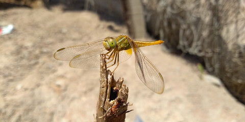 dragonfly close up