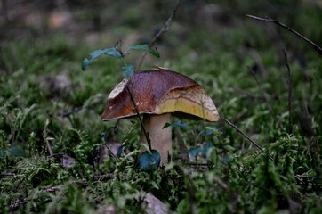 Forest mushrooms brown cap growing in the autumn forest.Mushroom boletus edilus