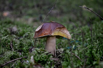 Forest mushrooms brown cap growing in the autumn forest.Mushroom boletus edilus