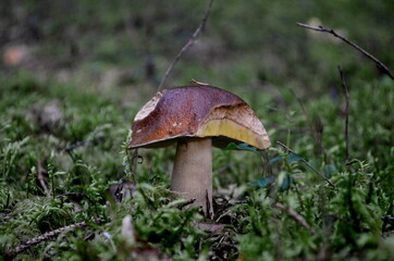 Forest mushrooms brown cap growing in the autumn forest.Mushroom boletus edilus