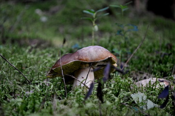 Forest mushrooms brown cap growing in the autumn forest.Mushroom boletus edilus