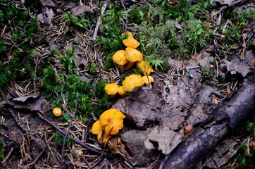 Wild yellow delicacy chanterelle mushrooms in the forest. Yellow Chanterelles, Cantharellus cibarius