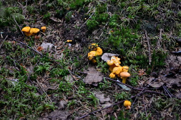Wild yellow delicacy chanterelle mushrooms in the forest. Yellow Chanterelles, Cantharellus cibarius