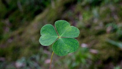 Common wood-sorrel (Oxalis acetosella) on a forest background. One wood sorrel leaf