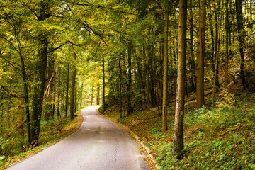 Fototapeta premium Autumn colors asphalt road lane forest pine trees, Slovenia tourism, travel Europe destinations nature.